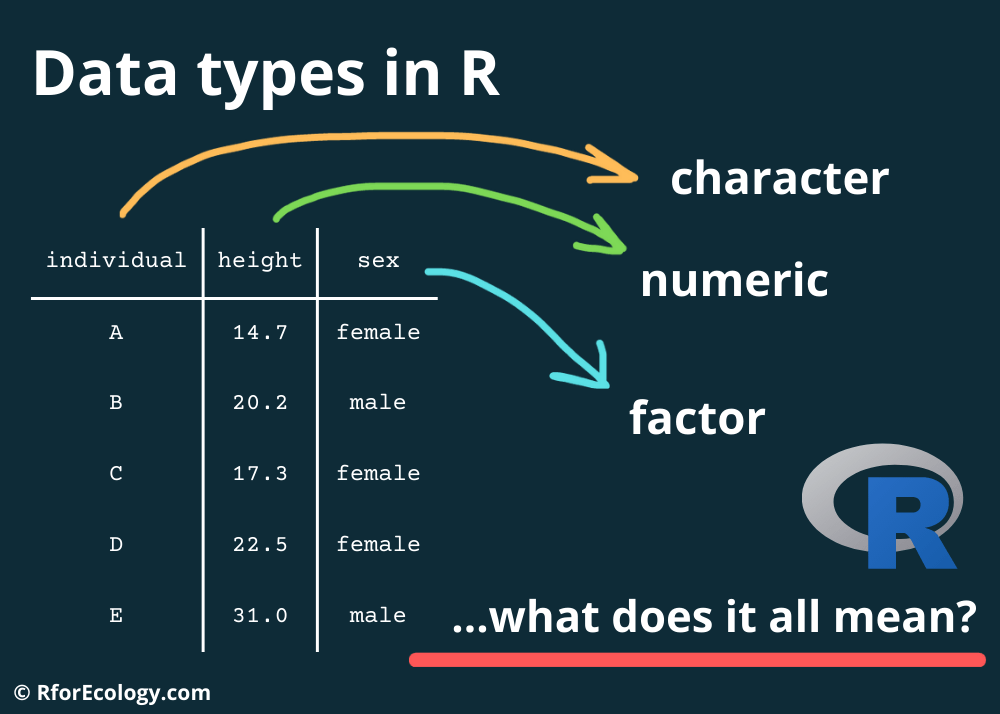 R Data types 101, or What kind of data do I have? | R (for ecology)